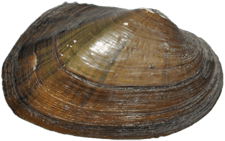 Lasmigona subviridis