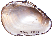 Leaunio lienosus female inner