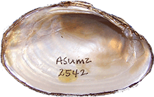 Leaunio lienosus male inner 