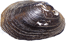 Leaunio lienosus male outer
