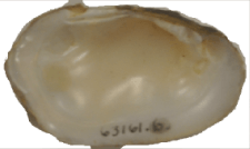 Leaunio ortmanni female inner