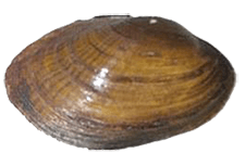 Leaunio ortmanni female outer