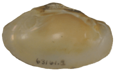 Leaunio ortmanni male inner 