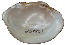 Leaunio pataecus female inner