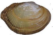Leaunio pataecus female outer