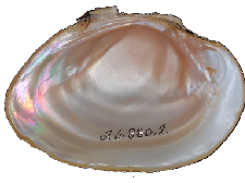 Leaunio pataecus male inner 