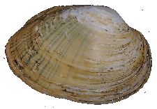 Leaunio pataecus male outer