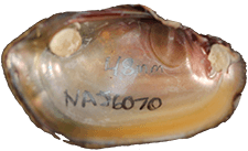 Leaunio umbrans female inner