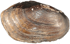 Leaunio umbrans female outer