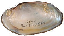 Leaunio umbrans male inner 