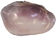 Leaunio vanuxemensis female inner