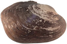 Leaunio vanuxemensis female outer