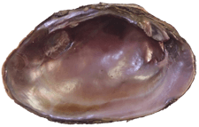 Leaunio vanuxemensis male inner 