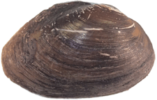 Leaunio vanuxemensis male outer