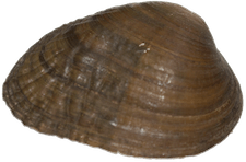 Lemiox rimosus