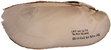 Ligumia recta female inner