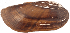 Ligumia recta female outer