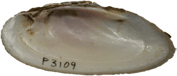 Ligumia recta male inner 