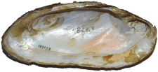 Margaritifera falcata