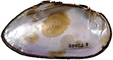 Margaritifera hembeli