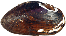 Margaritifera hembeli