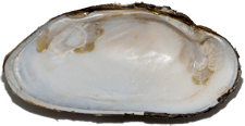 Margaritifera margaritifera