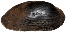 Margaritifera margaritifera