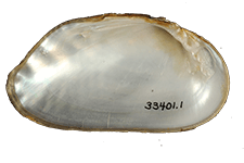Margaritifera marrianae