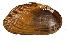Margaritifera marrianae