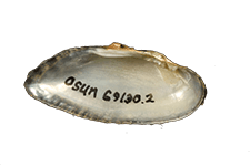 Medionidus acutissimus