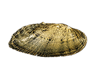 Medionidus acutissimus