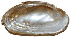 Medionidus conradicus female inner
