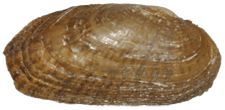 Medionidus conradicus female outer