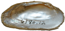 Medionidus conradicus male inner 