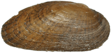 Medionidus conradicus male outer