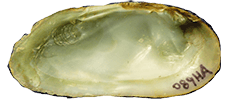 Medionidus parvulus