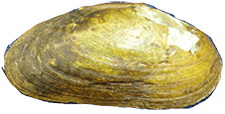 Medionidus parvulus
