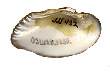 Medionidus penicillatus
