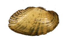 Medionidus penicillatus