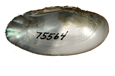 Medionidus simpsonianus