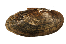 Medionidus simpsonianus