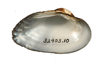Medionidus walkeri
