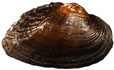 Medionidus walkeri