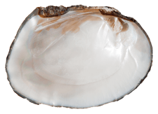 Megalonaias nervosa