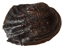 Megalonaias nervosa