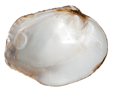 Obliquaria reflexa