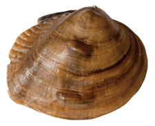 Obliquaria reflexa