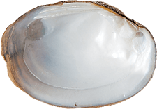 Obovaria arkansasensis female inner