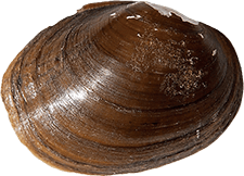 Obovaria arkansasensis female outer