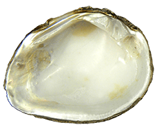 Obovaria arkansasensis male inner 